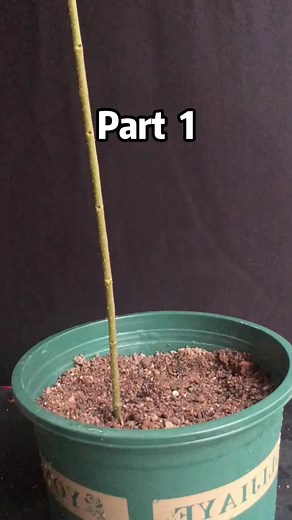 Helping Daughter's Friend with Matted Hair | Unexpected Consequences