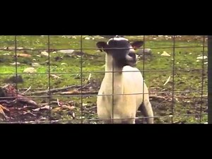 clip from LET IT GO.. goat version