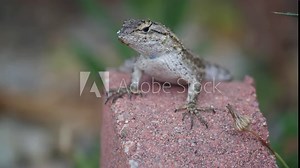 Close Up of Lizard Staring and Blinking at Camera