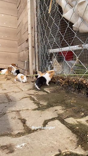 The last guinea pig pulls out the grass with its root and eats it😌 #guineapig #guineapigs #weeklyfluff | Guinea Pigs Unique Toys for Animals - Ginepig / Cavy