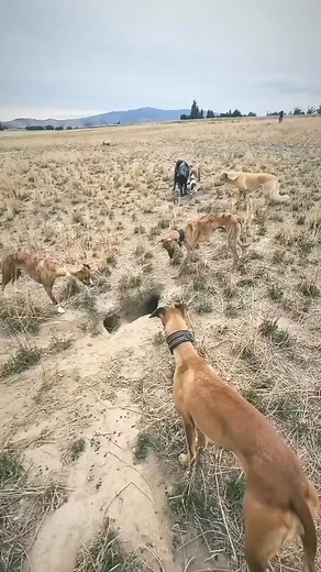 2M views · 36K reactions | وين الهربة وين  | ALGeriaN Saluki | Facebook