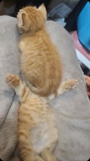 @catsplanet__ on Instagram: "Warning: extreme cuteness ahead!  Follow @catsplanet__ for pawsitive vibes and meowtastic moments!  #FurryFriendship #KittyKisses . . #CatsOfInstagram #FollowTheFluff #FurryTales #DailyMeow #CatLoversClub #KittenLife #CatVibes"