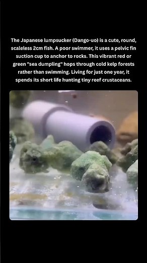 The 2cm “Dumpling” Fish That Cant Actually Swim