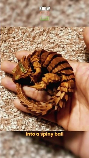 This Lizard Turns Into a Spiky Ball to Survive!