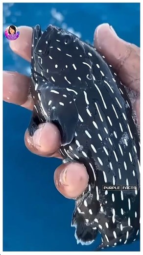 😱Soap Fish 🐟இந்த மீனோட உடம்புல இருந்து சோப்பு வரும்🔥#shorts #ytshorts #trending