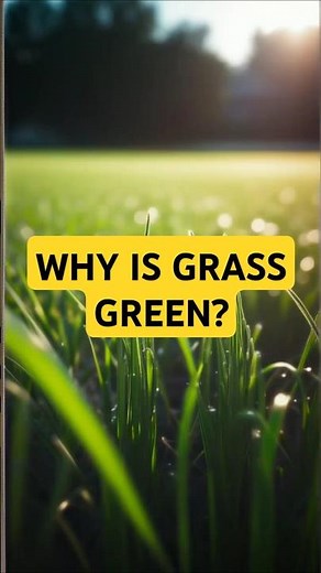 Why Is Grass Green? The Science Behind Its Vibrant Color!