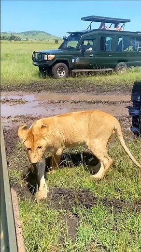 Majestic Lion in the Wild | Powerful Behavior, Survival & Life in African National Parks | #wildlife