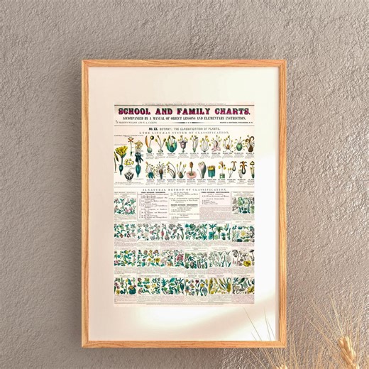 Vintage Botany Classification Poster | Educational Plant Chart (digital Download) - Etsy