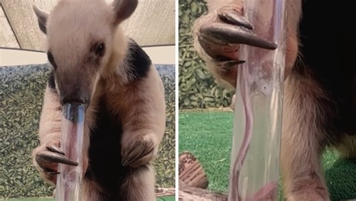 A Lesser Anteater Sticks Out His Really Long Tongue to Reach Ants at the Bottom of a Tube