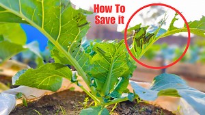 How to Save it? How Save Cauliflower from Disease | protect cauliflower from Warm | How To Control warm disease for cauliflower https://youtu.be/pfSv3zf06gc Your Query; Gobi ko disease se kasy beacha sakaty Hain Gobi ko kero se kasy beacha sakaty Hain How to control pets How to control leave disease How to Control warm for cauliflower Gobi ko kasa bimeri se beacha sakaty Hain #organicgardening #tmbaagh #cauliflower #gardening Youtube Channel Link https://youtube.com/@TMbaagh ....................