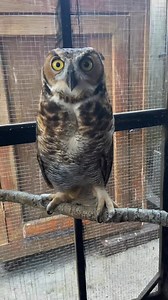 Update: Transport found. We have two great horned Owls in Brandon that need a ride to Clearwater today. These are two owls that we got in a few months ago that are not releasable, and we are happy to tell you that we have found them at home and so they begin their process of getting all of their paperwork in order to be transferred. If you can assist with this transport please text Nancy at 813-205-1851 | Raptor Center of Tampa Bay