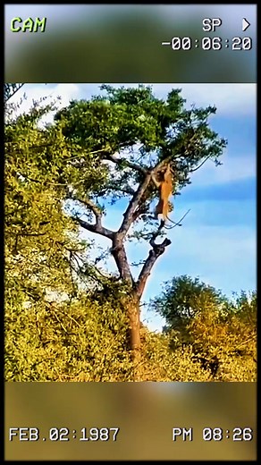 Animal Around Us The lioness’s failed plan to steal a meal. #wildanimals #animals #foryoupagereels | Beautiful Videos