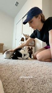 Coming in extra hot this week #bunnies #rabbit #bunniesofinstagram #freeroambunny | The Lexi Bunch