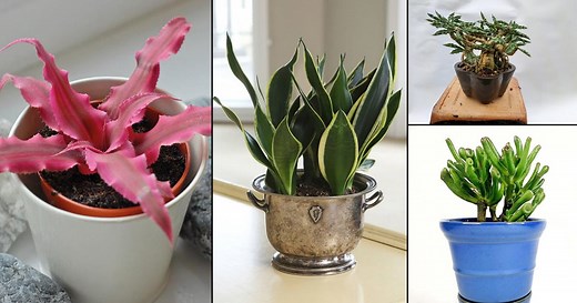 28 Best Tiny Houseplants (Mini Indoor Plants)