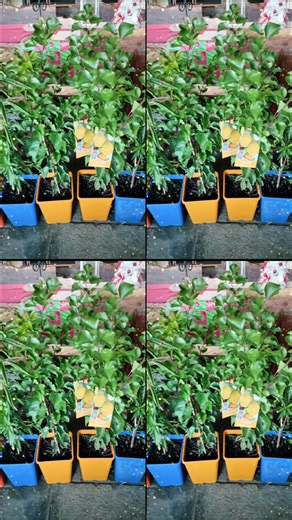 Apricots - dwarf trevett, fireball and Moorpark. #apricottree Location - Kurunjang (Melton) Open Thurs/Fri/Sat/Sun/ 9am till 6pm day light hours. Mon, Tues, Wed open only with appointments. Open public holidays. No time wasters, text us on 0423103534 for our address details. Also, make sure the trees you after are still available. No further discounts on already reduced items. No discounts on special orders. NOW AVAILABLE: Pea straw bale $20 Premium potting mix (Bio grow) 30L $18 PREMIUM FRUIT T