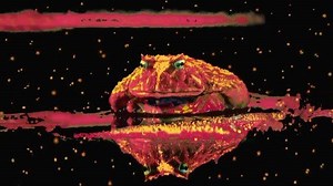 1.3K views · 98 reactions | Because every day is Earth Day: Video Portrait of Ivory, a panther. View more with the link in bio. #earthday #artkeepsgoing | Robert Wilson | Facebook