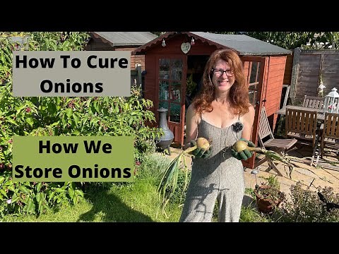 How To Cure Onions After Harvest - How To Store Onions After Harvesting