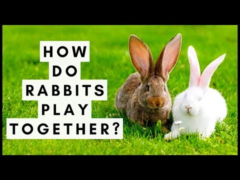 How Do Rabbits Play Together?