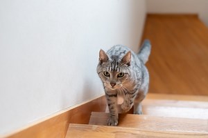 Unusual Stomping Cat Makes More Noise Than Anyone Can Believe Just By Walking