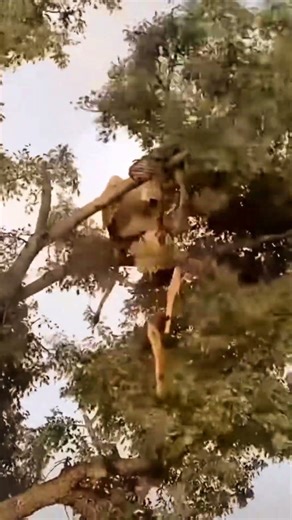 🤯 Unbelievable Double Harvest! Amazing One-Shot Kill from Tree Stand Archery (RARE Footage)