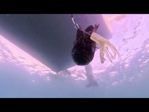 Real fish, real footage, real ocean 🎥🐟🌊 The best underwater footage! 🎥🐠🌊🔥