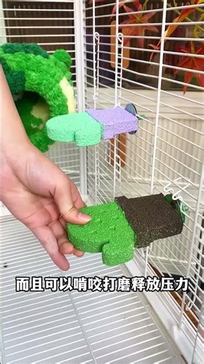 got a new little perch for my parrot, and it can #ParrotPerch #PetRaisingTutorial #ParrotSupplies