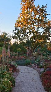 Feeling overwhelmed by this upcoming holiday season? 😵‍💫 Take a moment for a grounding (virtual) walk around The Huntington. 🌿🍃 Experience The Huntington from home with our walking tours. Check out the full playlist: youtube.com/playlist?list=PLIK167T5eiObKcelTHZxAsJUfdwwhMKlq&si=xDWqm74cdGxrvxv9 | The Huntington Library, Art Museum, and Botanical Gardens