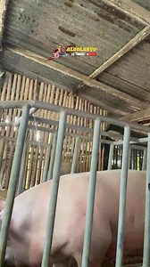82K views · 1.7K reactions | basic tips! advance iron 95days ng pagbubuntis #pigfarmingtips #noanimalswereharmedinthisvideo #customersatisfaction #crueltyfree #BuhayTechnician #allfollowers | albolaryo sa toledo | Facebook