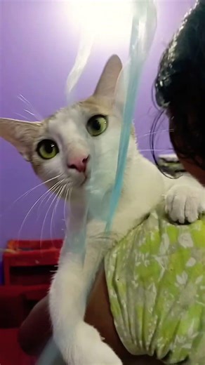 Meow meow😻 #cat #remix #song #dj #garryrandhawa #catmusic #spotifyclone #dancemashup #music #cute