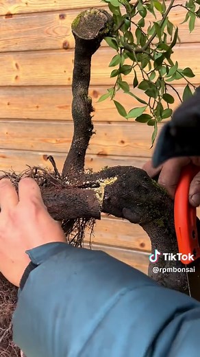 Exploring the Art of Bonsai Trees