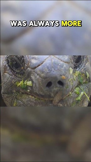 Top Ten Freshwater Species in Danger of Extinction: Australia's Mary River Turtle