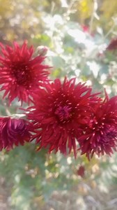 Beautiful flower🌺🌻🌹🌷 | Valley Of Jammu & Kashmir