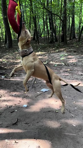 Understanding American Pit Bull Terriers: A Guide