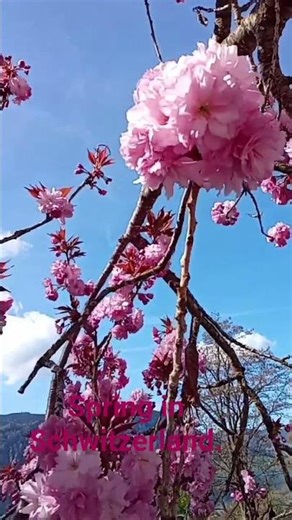 Spring in Schwitzerland. #travel #energyhealing #schweiz