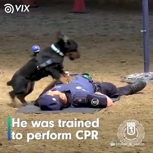 2.5M views · 82 reactions | This puppy was trained to perform CPR and our hearts can't take this much cuteness! | Vix W | Facebook