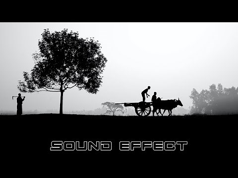 Animals | Animal Footsteps 10 | No Copyright Animals Sound Effects