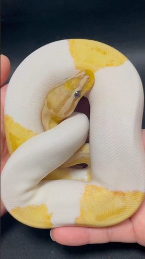 ボールパイソンの観察動画【NEXT-1720】#ゆーちゃんねるTV 〜 #ボールパイソン 〜 #ballPython #爬虫類動画 #おすすめ #reptile #reptiles #ペット #生き物
