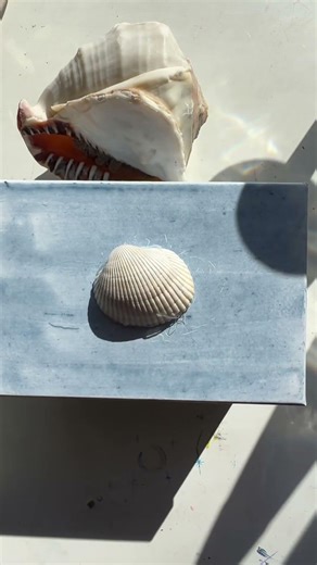 my handmade beachy seashell box! easiest craft ever 🦈🐚🩵🦪🐋⚓️🌊🪼