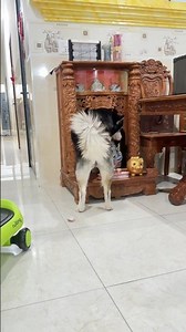 Ông Thần Tài- Thổ Địa Niệm Phật với con Lựu #husky #luudan #báo