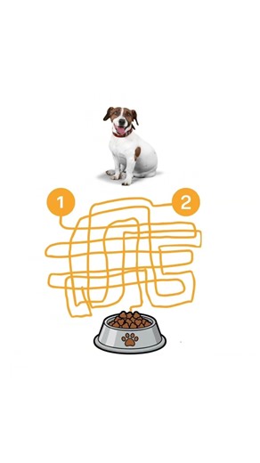 Can You Find the Correct Path? 🤯 #logicgame #shorts