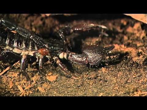 Emperor Scorpion Updated - Cincinnati Zoo