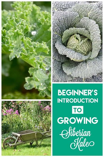 Siberian Kale: A Primer | Properly Rooted