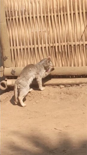 Cat Having Fun alone😺