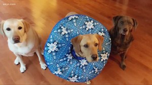 Roxy healing after spay surgery, now one step closer to becoming Wags 4 Warriors service dog