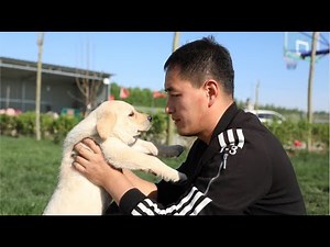 刚到家的小狗乱叫不停，随地大小便，铲屎官应该如何应对呢（上）\How to deal with new puppy at home?—to be continued