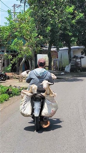 Amazing Goats You Won’t Believe Exist #CuteGoats #FunnyGoats #GoatLife #GoatLovers #GoatVideo