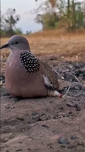 How to Make a Bird Trap at Home 🏠 | Easy Step by Step | #Shorts