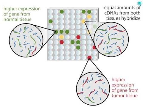 DNA Microarray