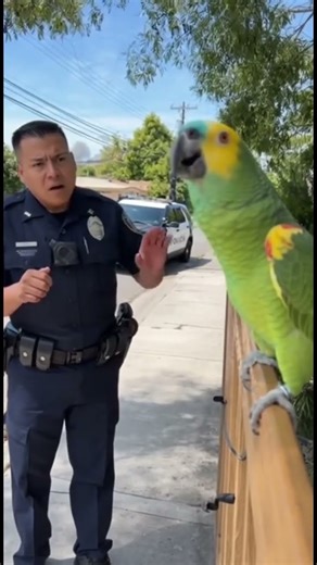 El Loro que Discutió con un Policía por Propiedad Privada 🦜😂