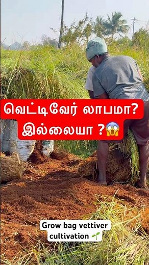 Grow bag vettiver cultivation and vettiver vivasayam #farming #agrifuture #vetiverroots #vettiver